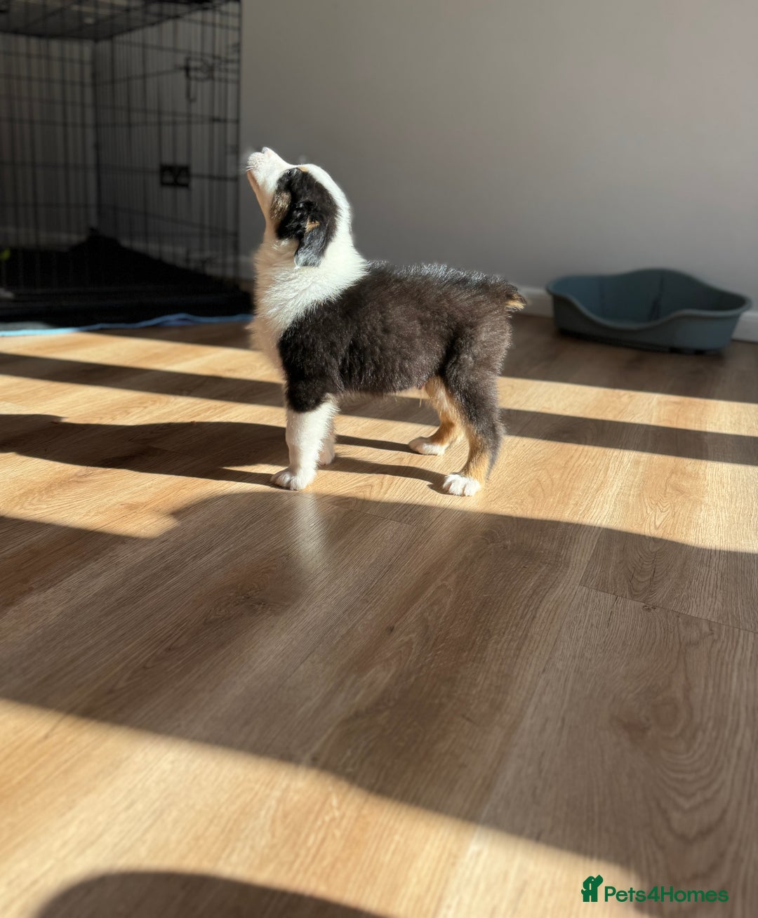 Australian Shepherd dogs for sale: Last KC registered Australian Shepard puppy! - Image 6