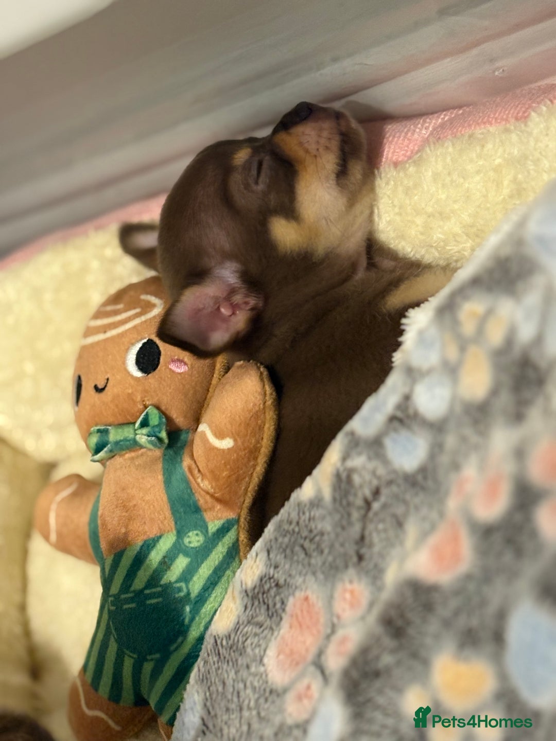 Chihuahua dogs for sale: Chocolate tan Chihuahua female  - Advert 2