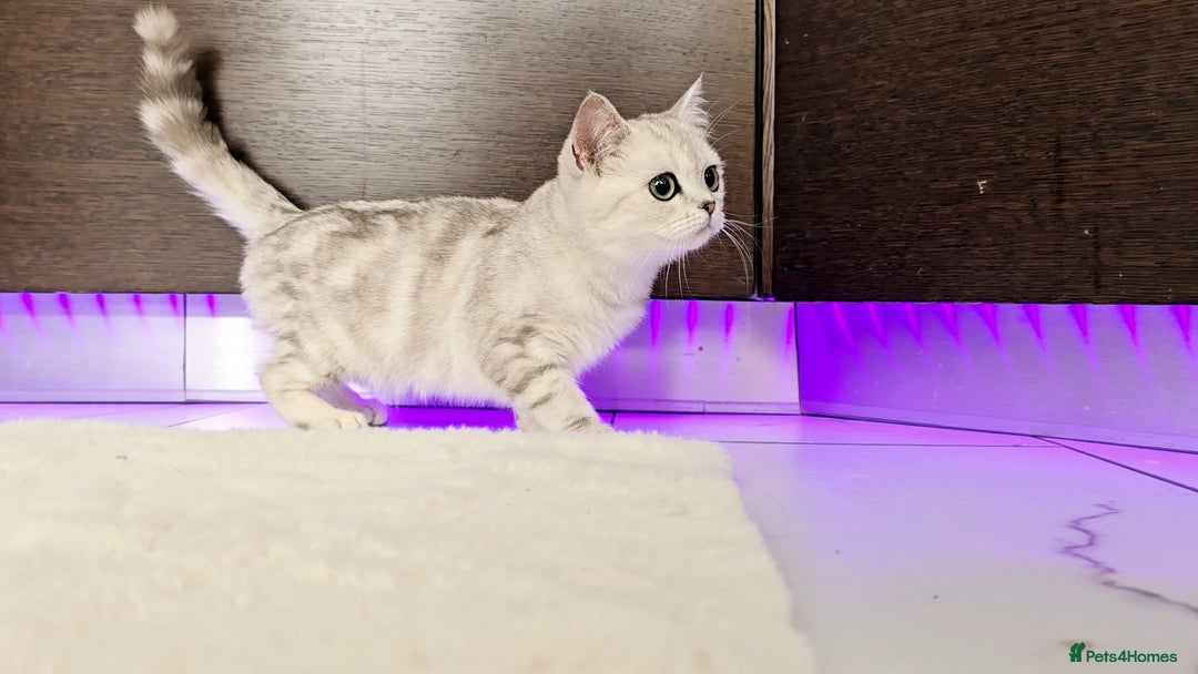 Scottish Fold cats for sale: SCOTTISH FOLD KITTENS - Advert 21