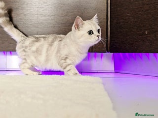 Scottish Fold cats SCOTTISH FOLD KITTENS - Advert 2