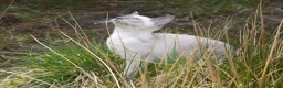 Siamese cats for sale: Adorable Siamese Kittens - Advert 21