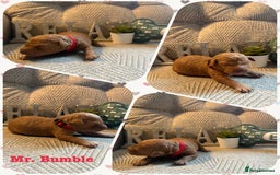 Australian Labradoodle dogs for sale: Australian Labradoodle Puppies F1b - Image 12