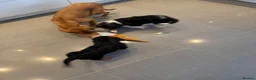 Cavalier King Charles Spaniel dogs for sale: Beautiful health tested cavalier King Charles  - Advert 9