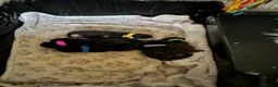 Mixed Breed cats for sale: Black kittens - Advert 20