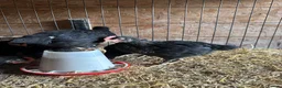 Chickens poultry for sale: Black Copper Maran’s - Advert 1