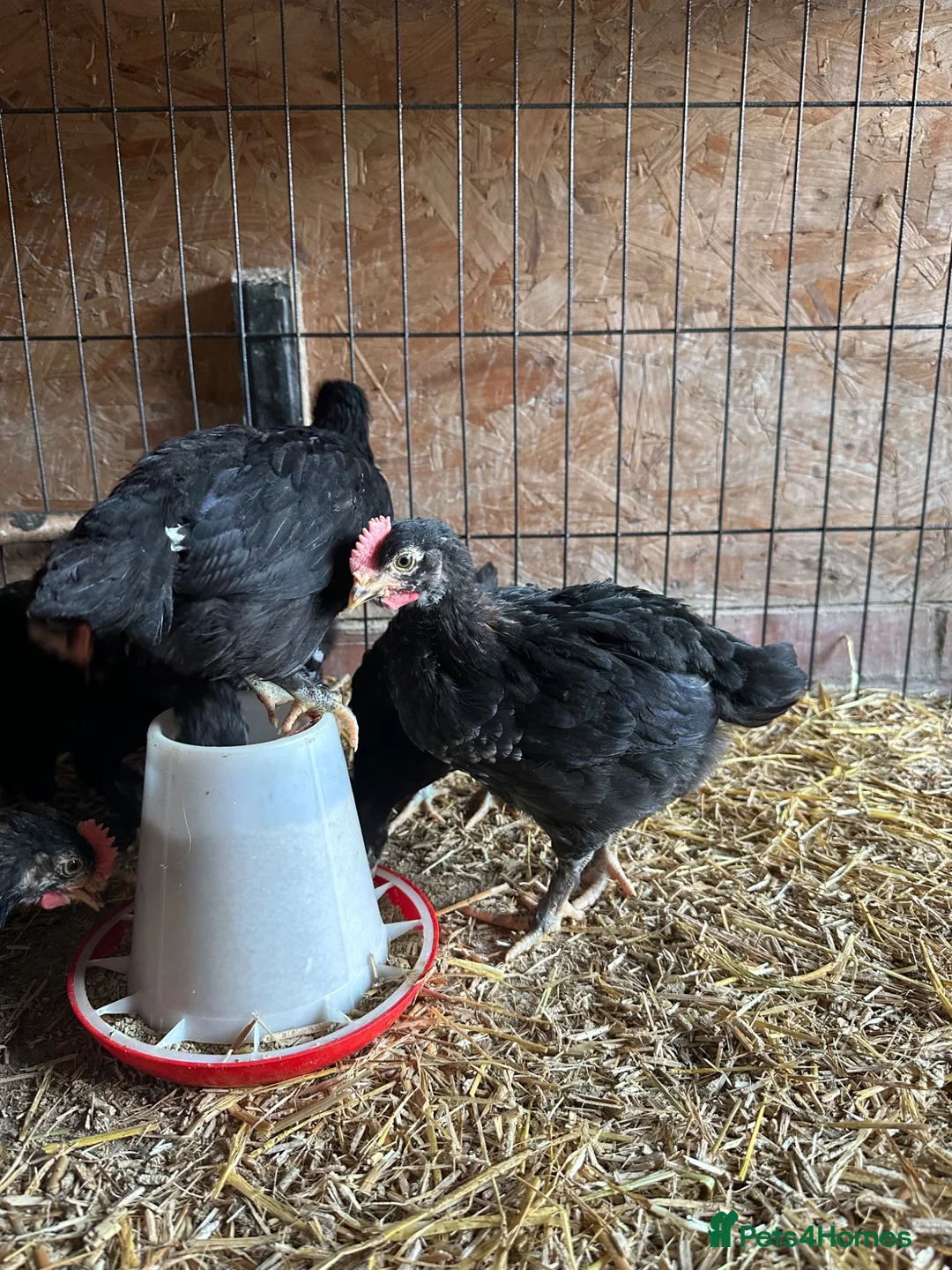 Chickens poultry for sale: Black Copper Maran’s - Advert 1