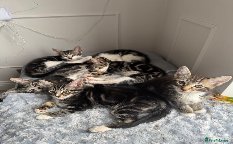 Mixed Breed cats - Advert 2