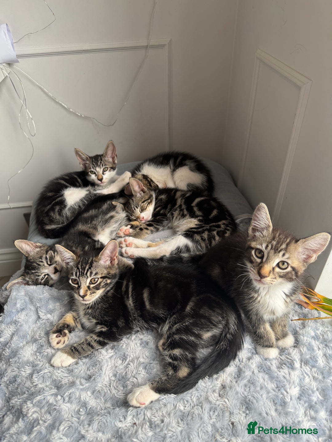 Mixed Breed cats for sale: Stunning tabby kittens  - Image 1