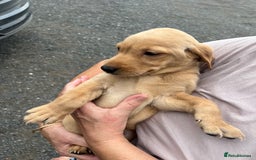 Labrador Retriever dogs for sale: 7 Labrador Puppies - Image 22