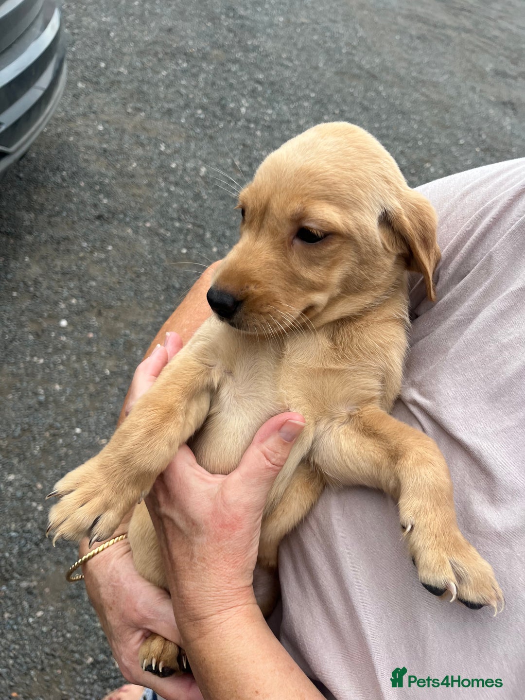 Labrador Retriever dogs for sale: 7 Labrador Puppies - Image 22