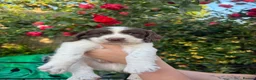 English Springer Spaniel dogs for sale: KC Reg Springer Spaniel Puppies - Horsham in Horsham - Advert 18