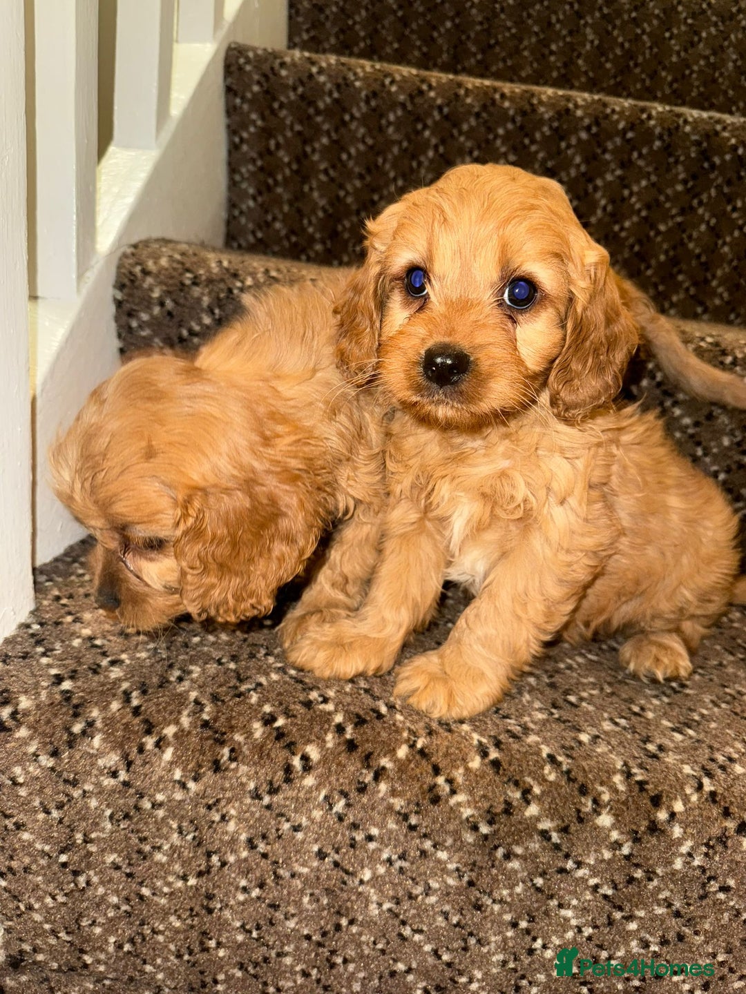 Cavapoo dogs for sale: Cavapoo Puppies - Advert 7