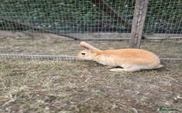 Mini Lop rabbits for sale: Mini Lop x Netherland babies Rabbits – Ready Now! - Image 6