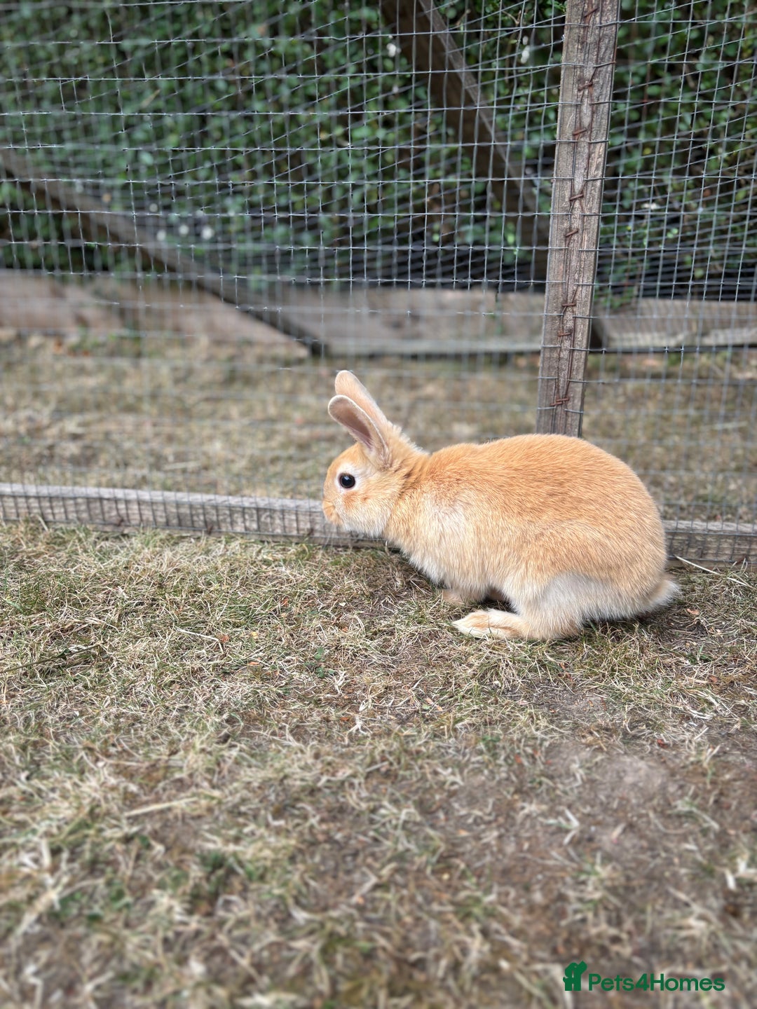 Mini Lop rabbits for sale: Mini Lop x Netherland babies Rabbits – Ready Now! - Image 6