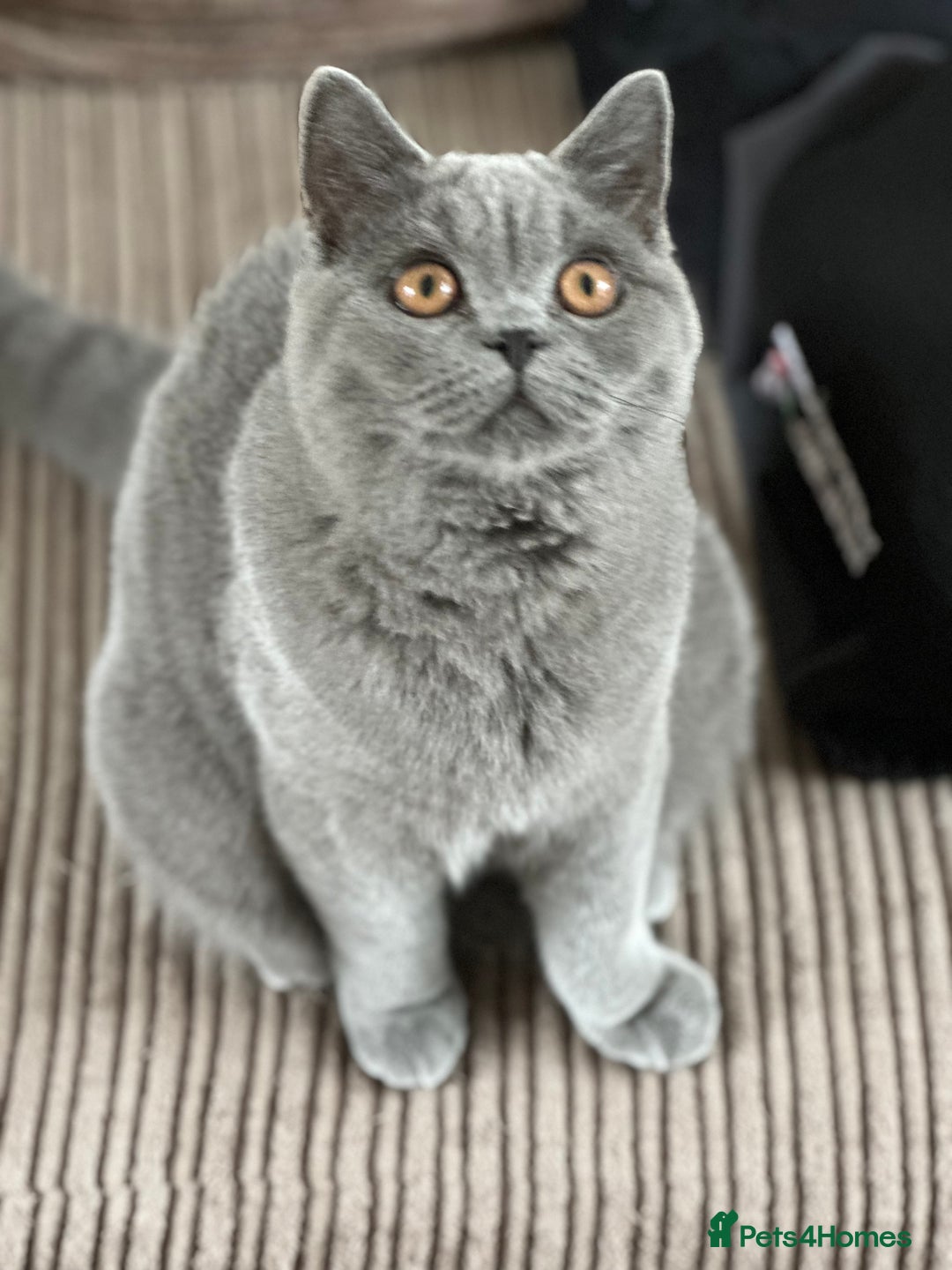British Shorthair cats for sale: Excellent Champion line  - Image 22