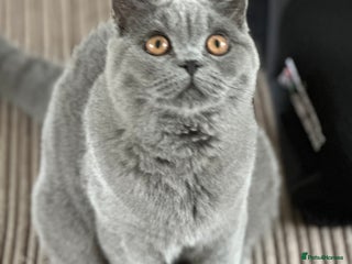 British Shorthair cats - Advert 24