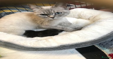 British Shorthair cats - Advert 8