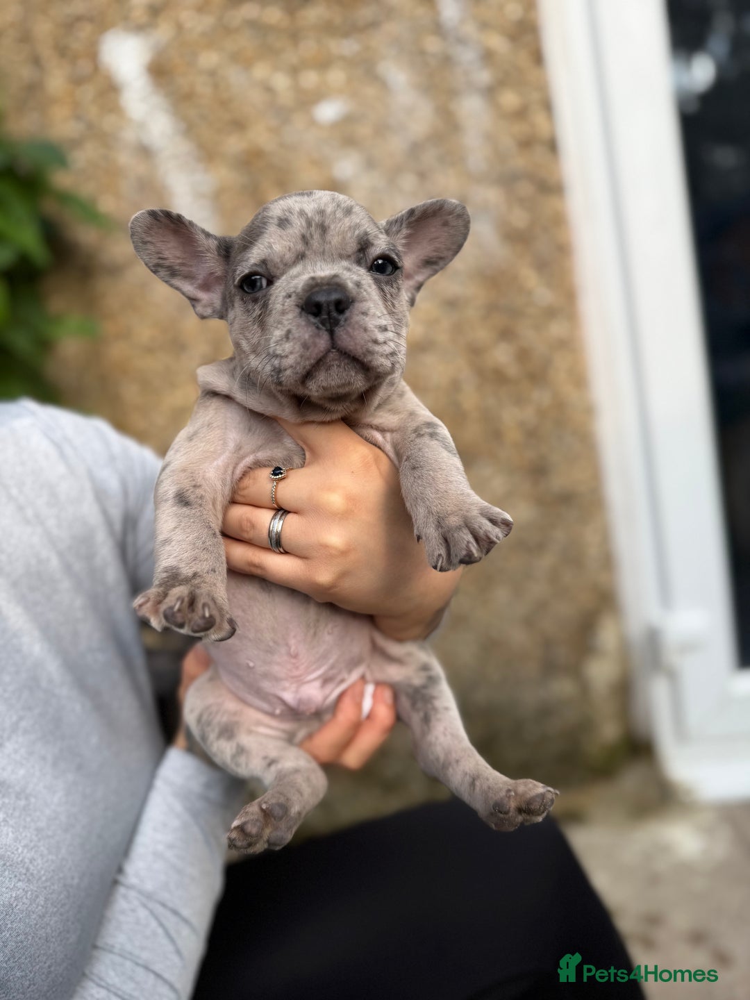 French Bulldog dogs for sale: Adorable Fresh bulldog - Image 6