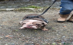 English Bulldog dogs for sale: 5 year old English bulldog  - Image 3
