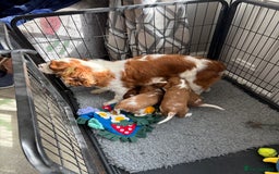 Cavalier King Charles Spaniel dogs for sale: Health Tested cavalier puppies  - Image 22