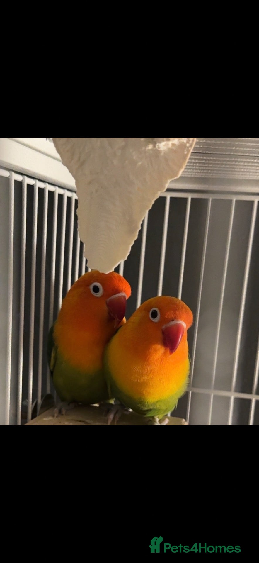 Lovebirds birds Love birds male&female  - Advert 1