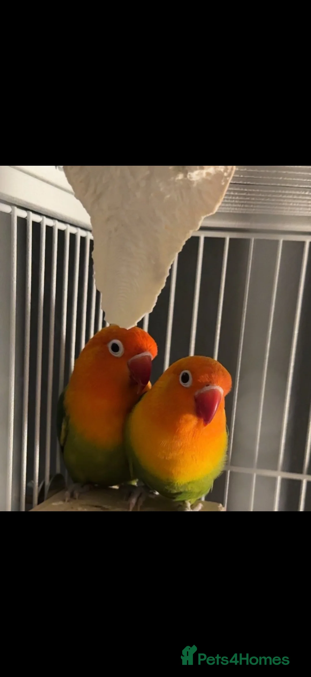 Lovebirds birds for sale: Love birds male&female  - Advert 1