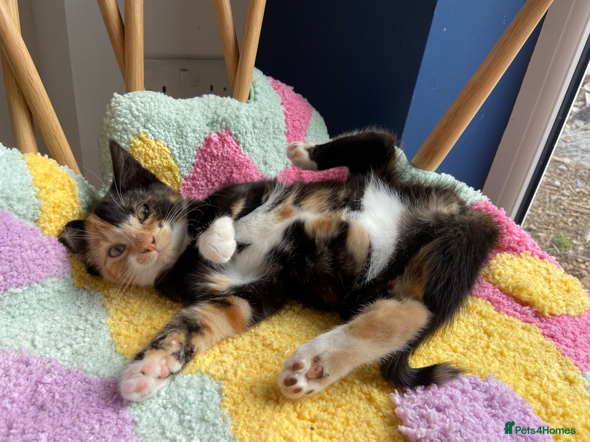 Mixed Breed cats Stunning cuddly kittens for forever homes - Advert 2