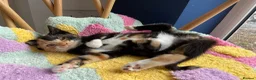 Mixed Breed cats for sale: Stunning cuddly kittens for forever homes - Advert 2