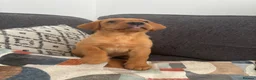 Labrador Retriever dogs for sale: Beautiful KC registered Labrador retriever puppies in Swansea - Advert 24