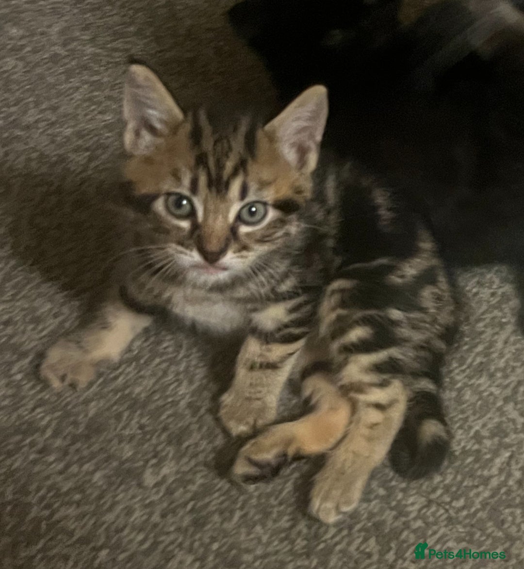 Mixed Breed cats for sale: 🐾Gorgeous Male Kittens Looking for Loving Homes🐾 - Image 4