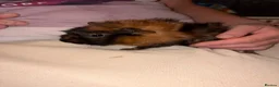Guinea Pig rodents for sale: 2 Sisters Ready To Go Together in Pontefract - Advert 2