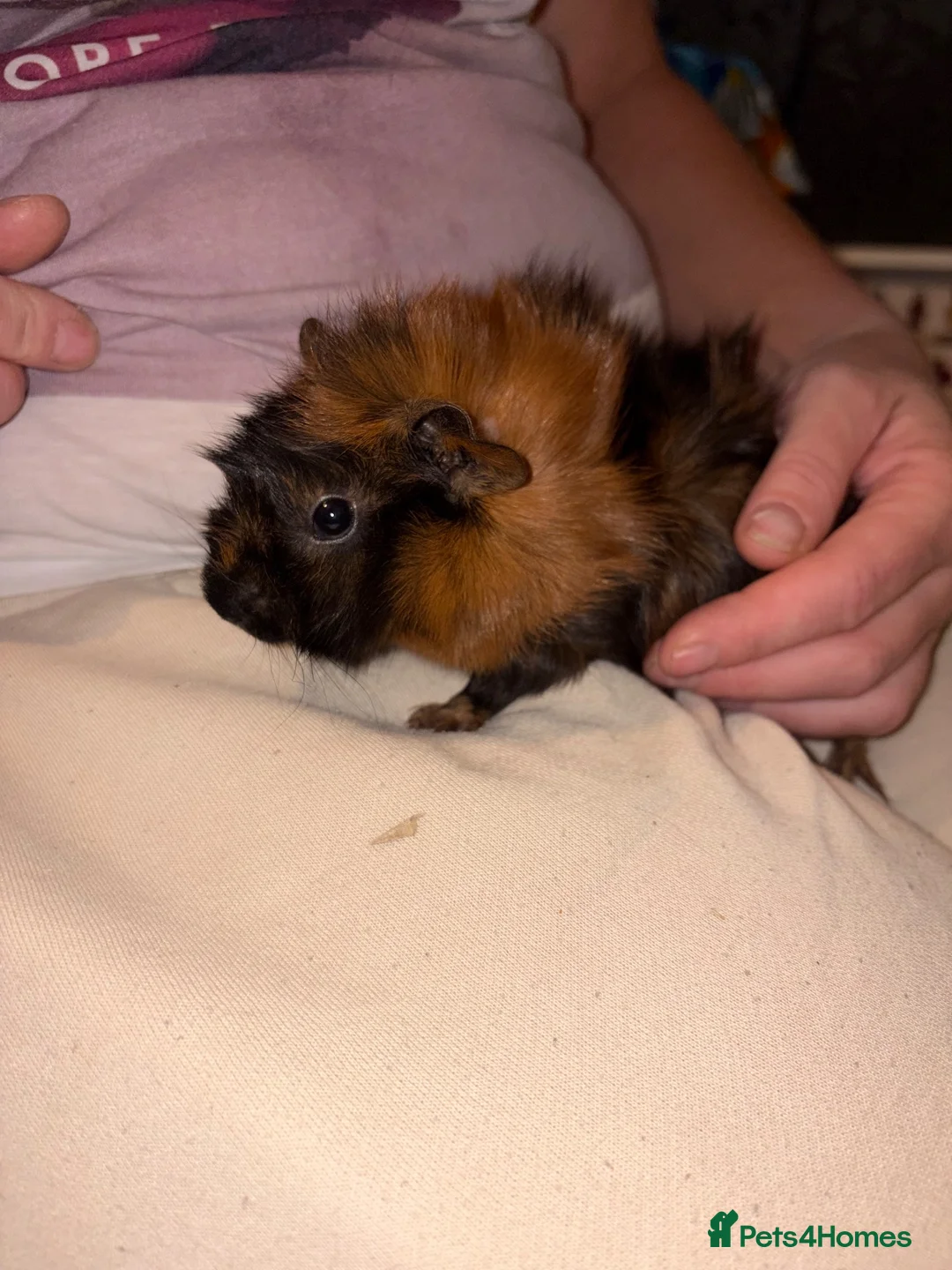 Guinea Pig rodents for sale: 2 Sisters Ready To Go Together in Pontefract - Advert 2
