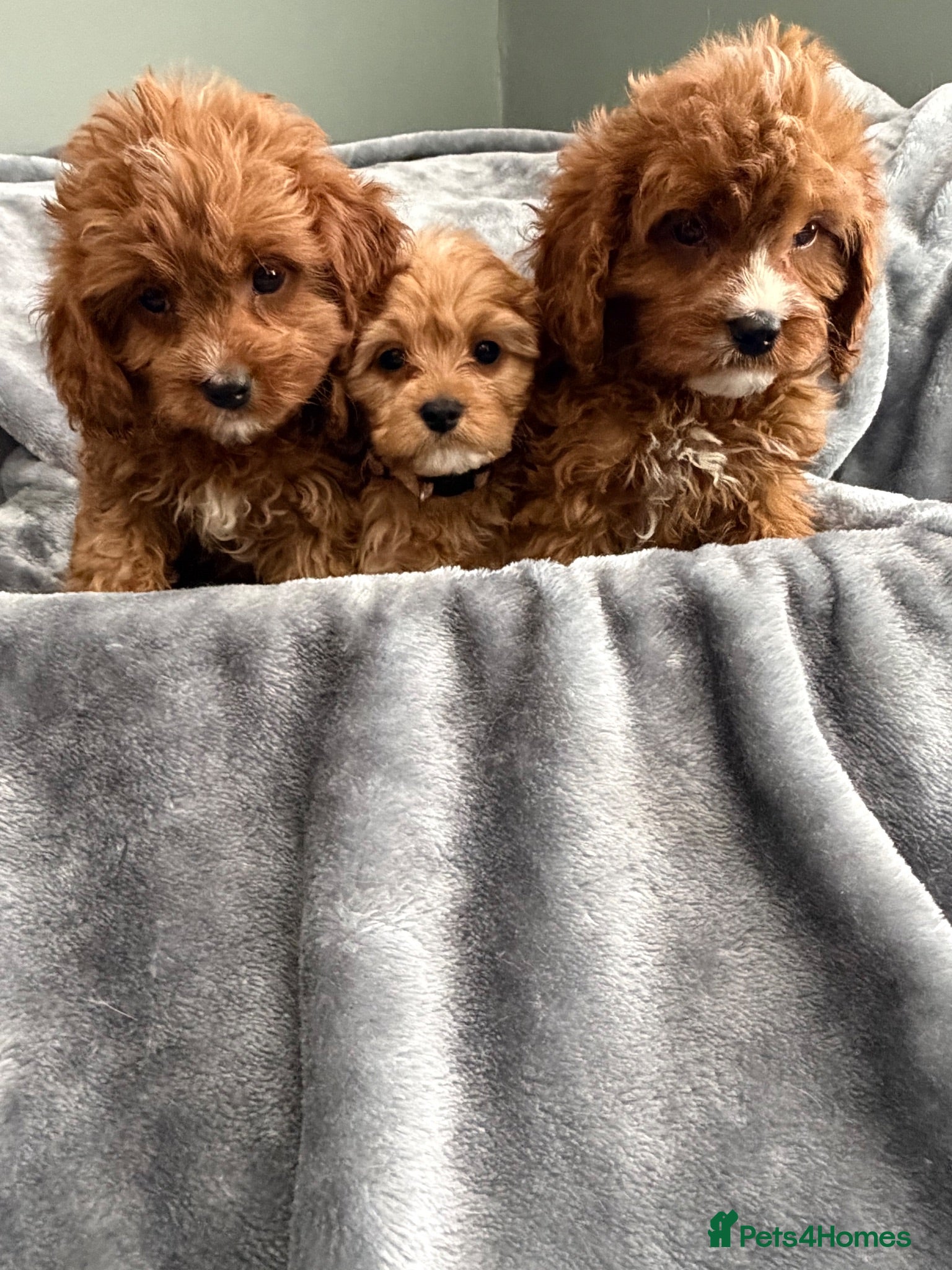 Cavapoo dogs EXCEPTIONAL EXTENSIVELY HEALTH TESTED CAVAPOO PUPS - Advert 1