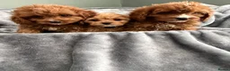 Cavapoo dogs for sale: EXCEPTIONAL EXTENSIVELY HEALTH TESTED CAVAPOO PUPS - Advert 1