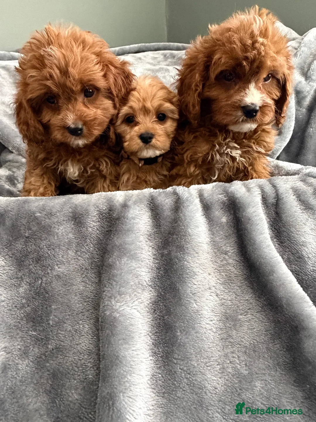 Cavapoo dogs for sale: EXCEPTIONAL EXTENSIVELY HEALTH TESTED CAVAPOO PUPS - Advert 1