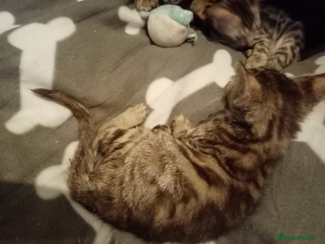 Mixed Breed cats for sale: Cute and Playful Kittens - Advert 32