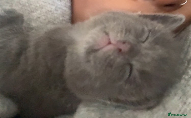 Russian Blue cats - Advert 1