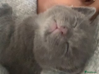 Russian Blue cats - Advert 28