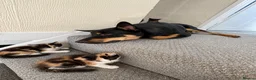 Mixed Breed cats for sale: Female Calico Kitten - Advert 11