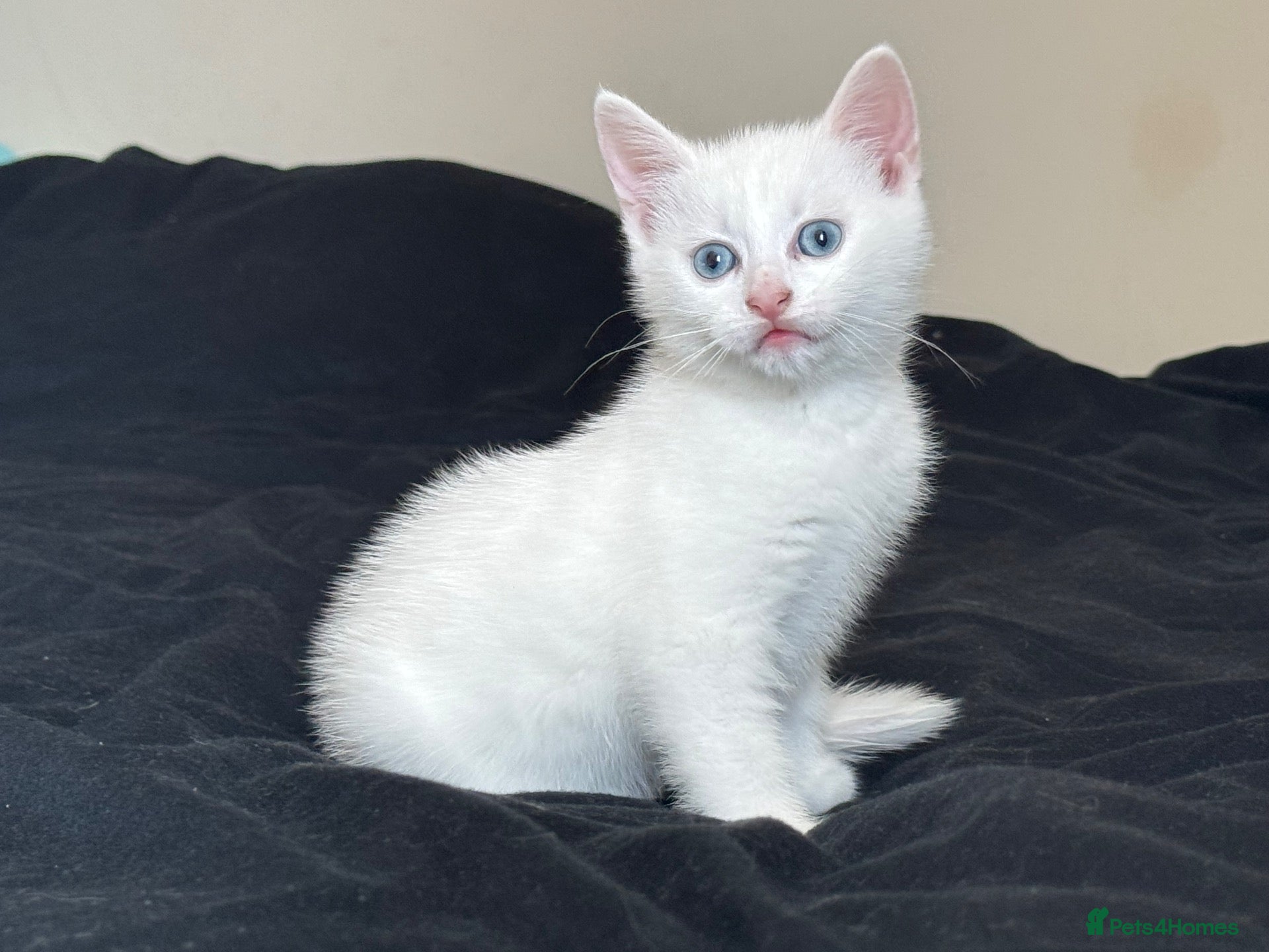 Turkish Angora cats for sale: White male&female half Turkish angora - Advert 21