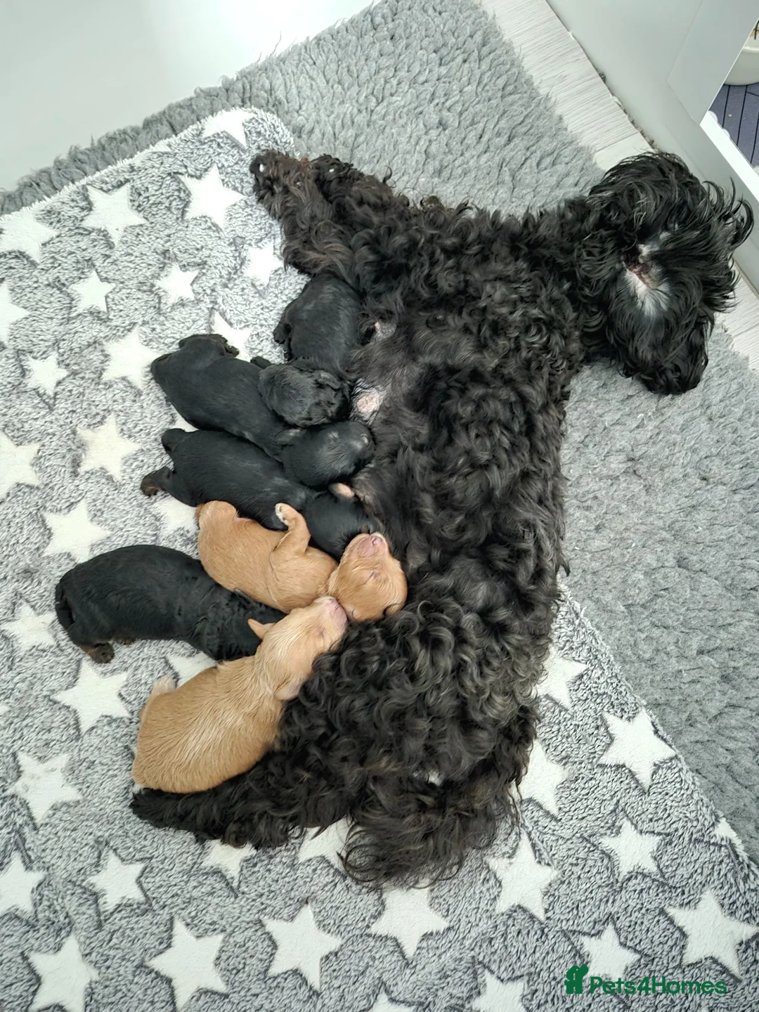 Yorkiepoo dogs for sale: Yorkiepoo Puppies - Advert 1