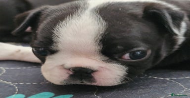 Boston Terrier dogs - Advert 7