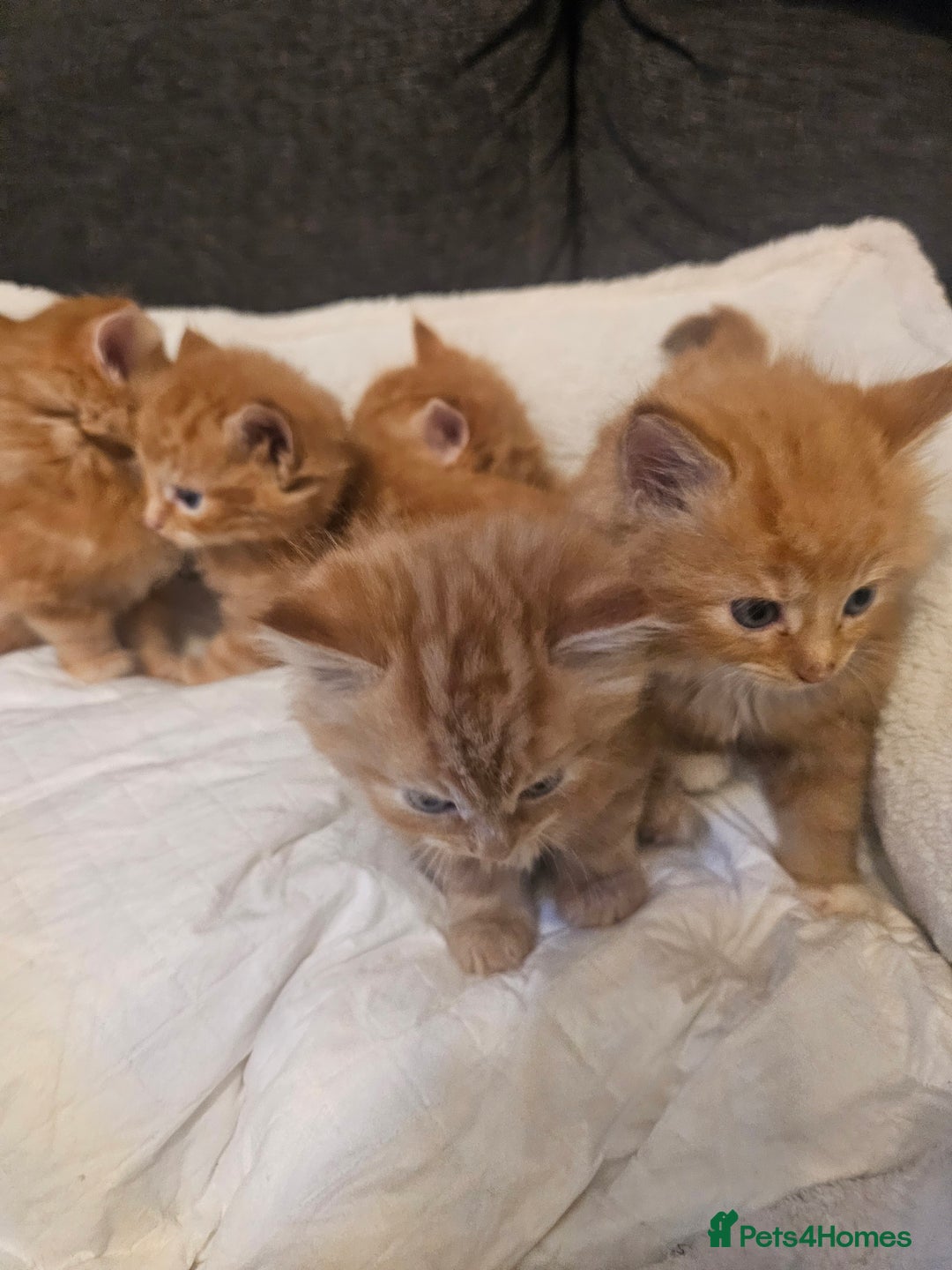 Maine Coon cats for sale: Maine Coone  - Image 12