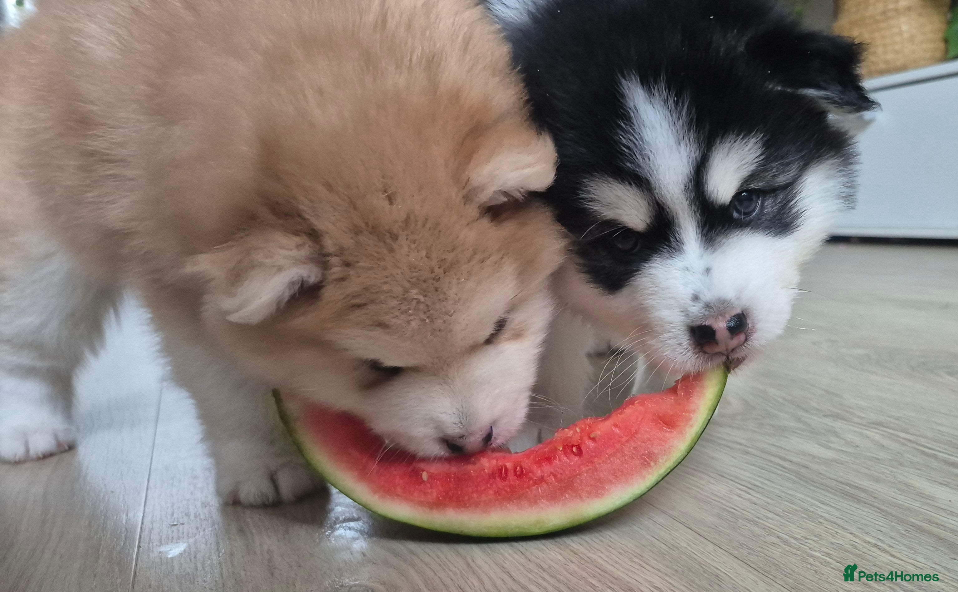 Pomsky dogs Pomsky Puppies – Mini Husky F4 (born 1/1/2026) - Advert 14