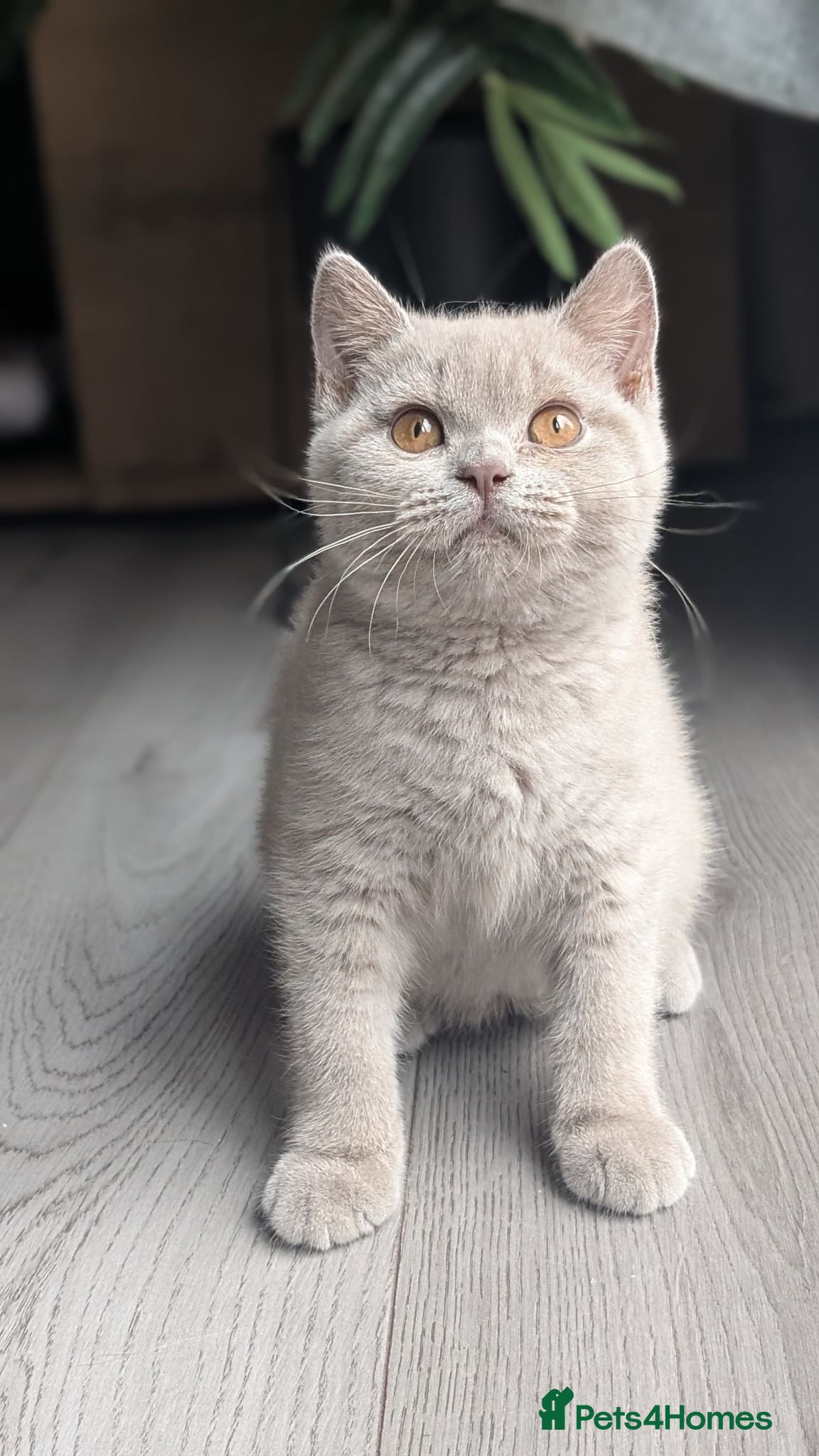 British Shorthair cats Ready Now 🐾❤️Two boys 🐾💙🩵  - Advert 1