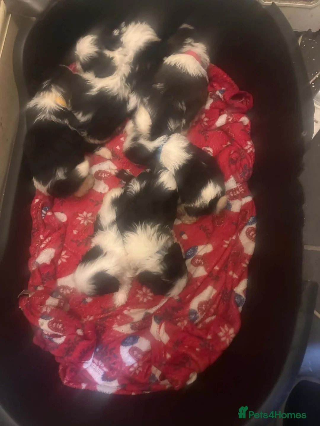 Shih Tzu dogs for sale: Shih tzu in Manchester - Advert 7