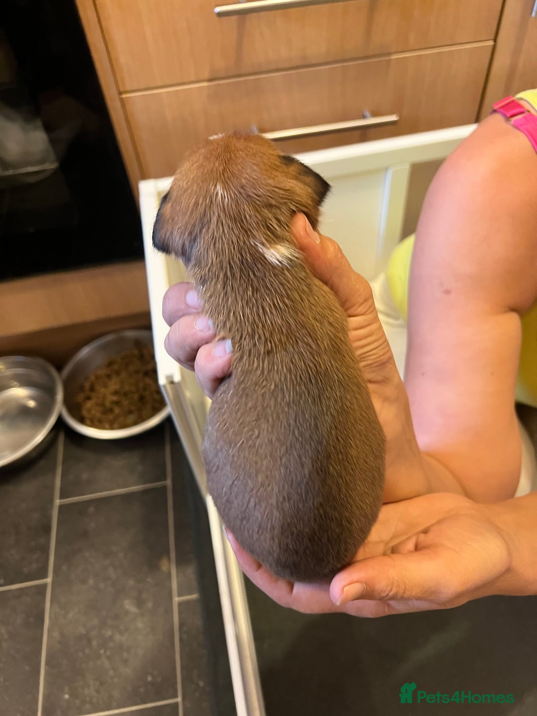 Jack Russell dogs for sale: 6 Jack Russell Puppies  - Image 11