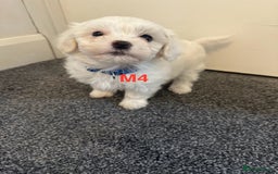 Bichon Frise dogs for sale: 4 Little puppies Bichon frise - Image 15