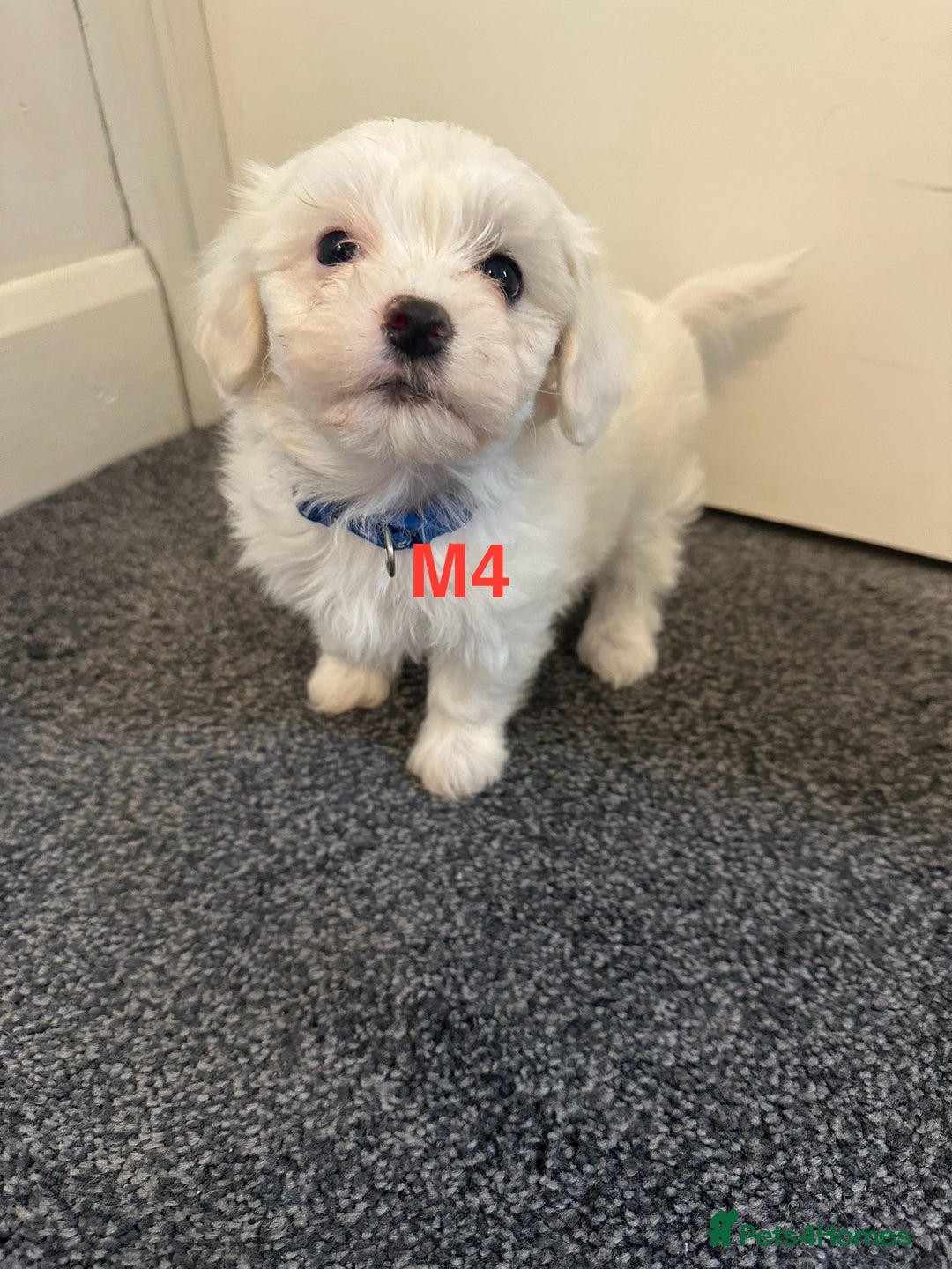 Bichon Frise dogs for sale: 4 Little puppies Bichon frise - Image 15