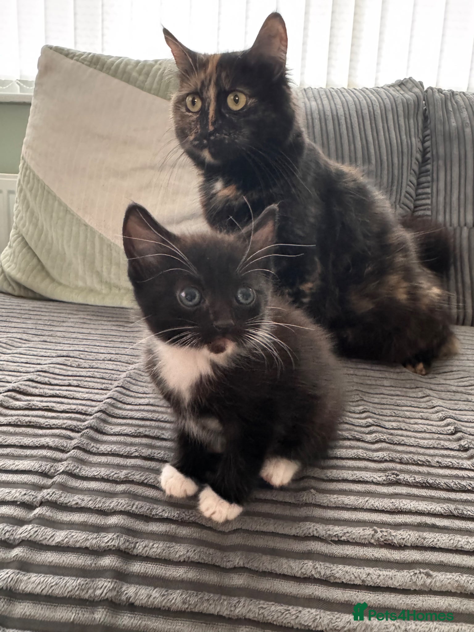 Mixed Breed cats Norwegian X kittens 1 black/white male left  - Advert 3